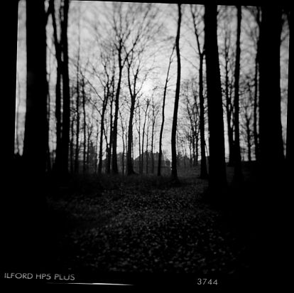 Holga camera dresden Wald B/W